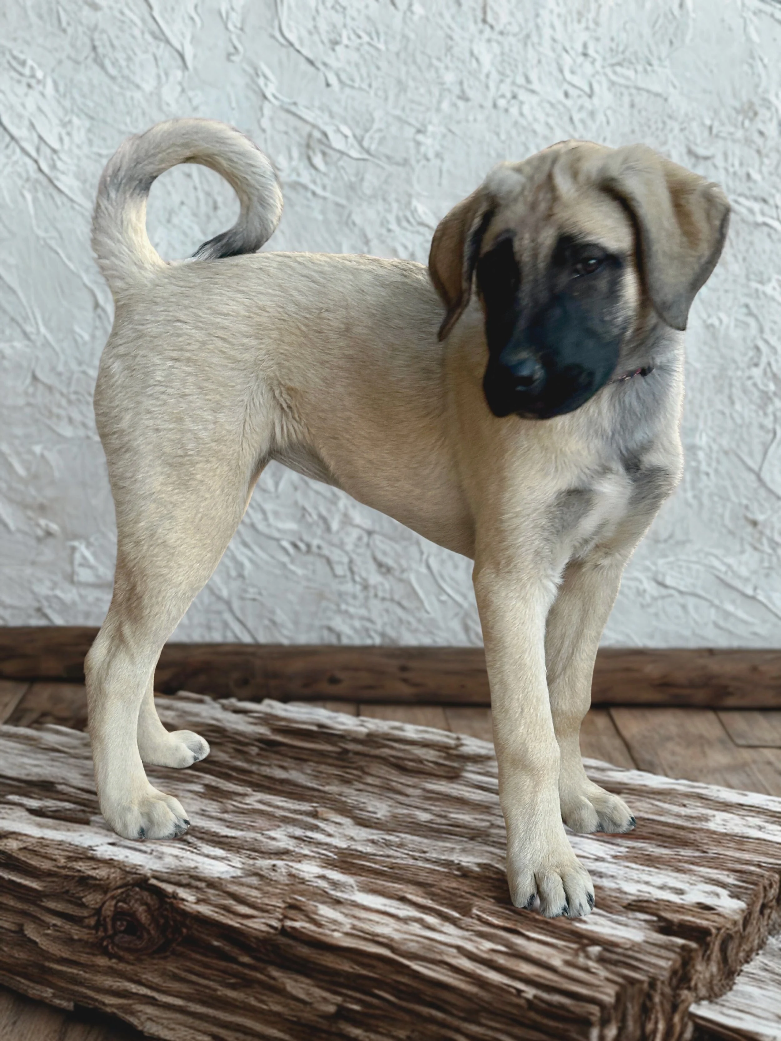Female Anatolian Shepherd Puppy posed on a wood plank