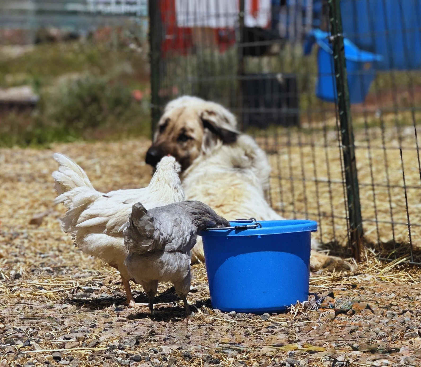 A farm scene showing a gray chicken and white chicken near a blue feed bucket, with a dog in the background inside a wire fence and autumn leaves on the ground.
