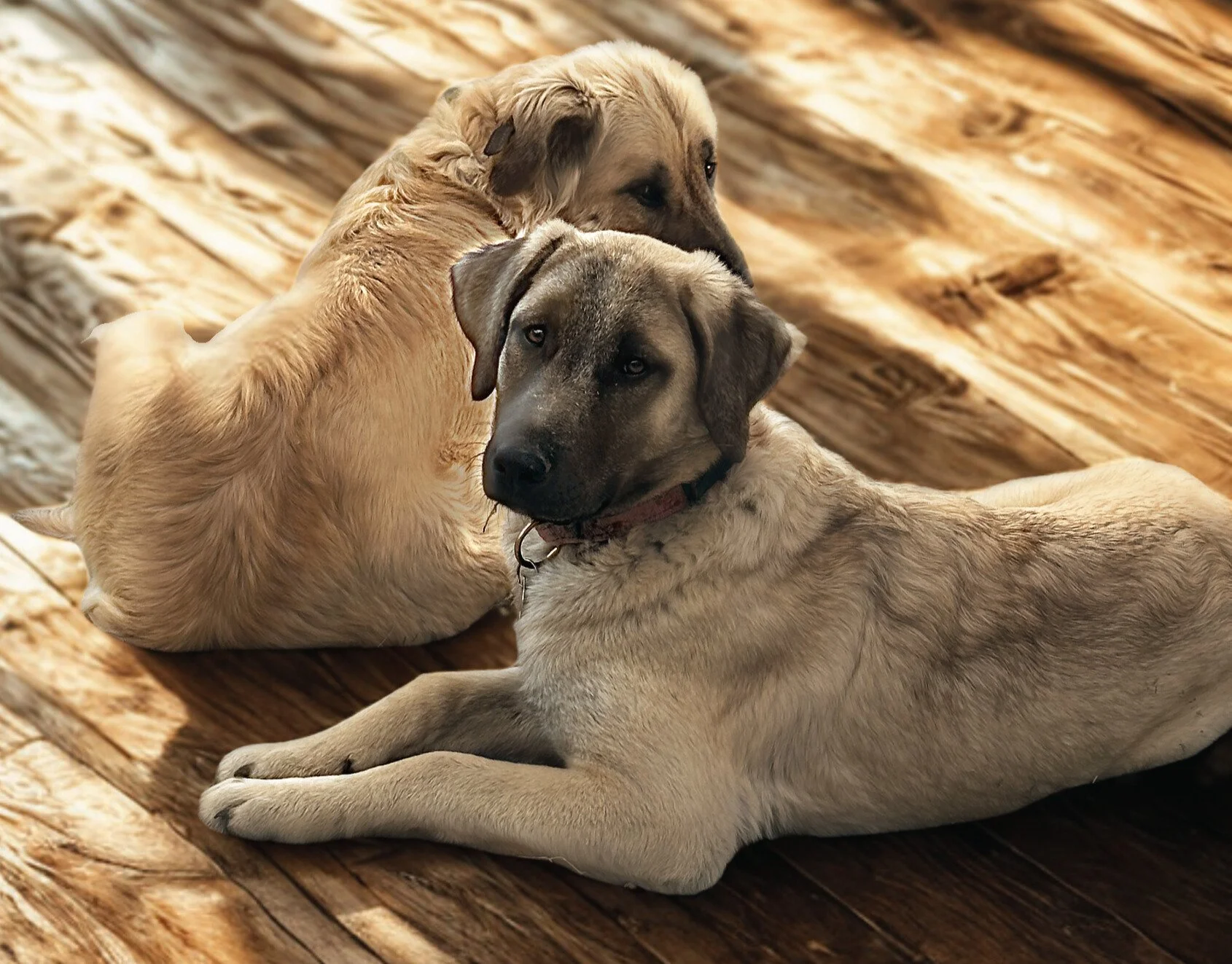 Large adult female and puppy Anatolian Shepherd dogs laying on wooden floor