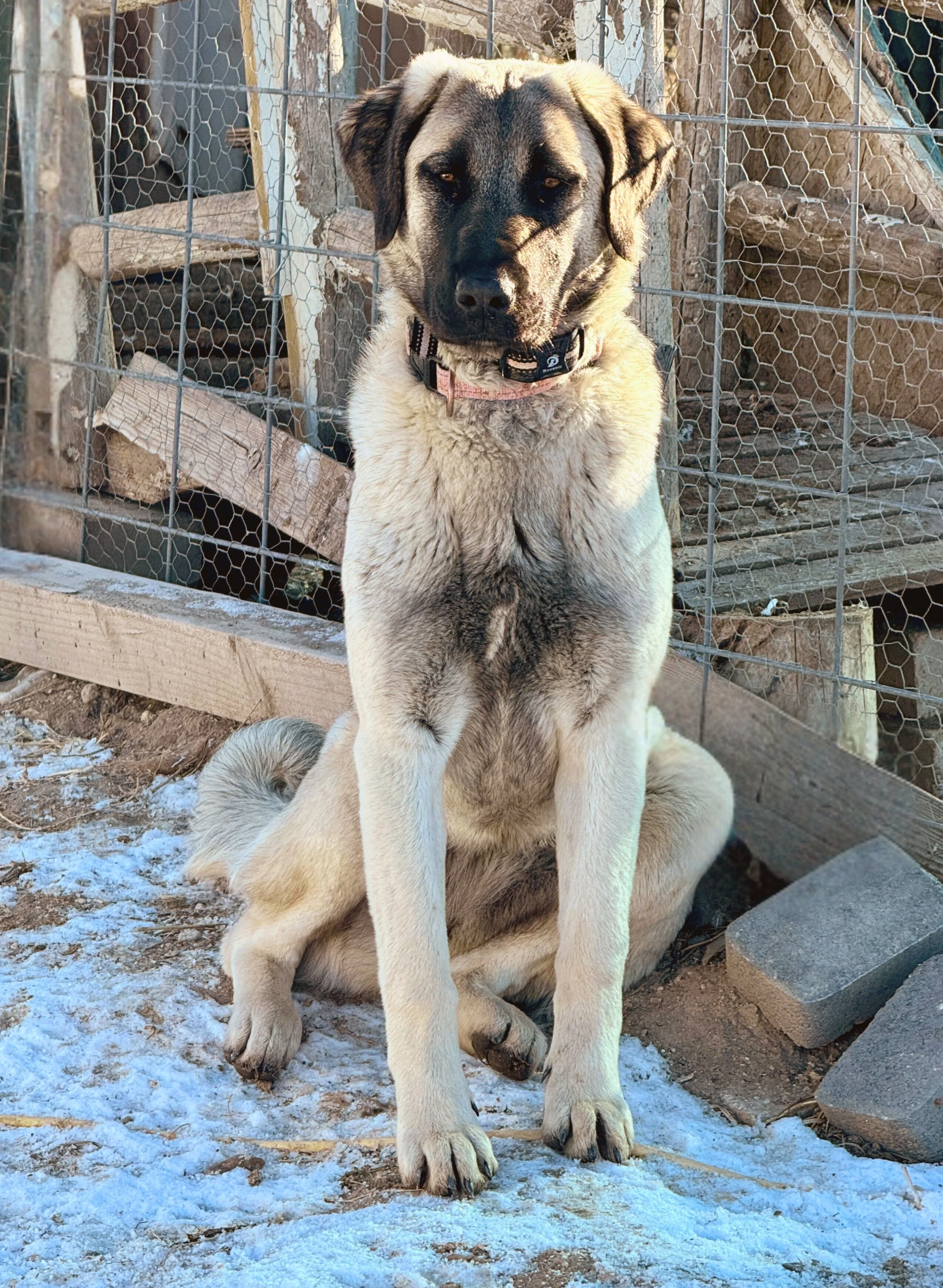 A large female Anatolian Shepherd puppy with a tan and black coat sitting on snow-covered ground near a fenced area with wooden and wire fencing.