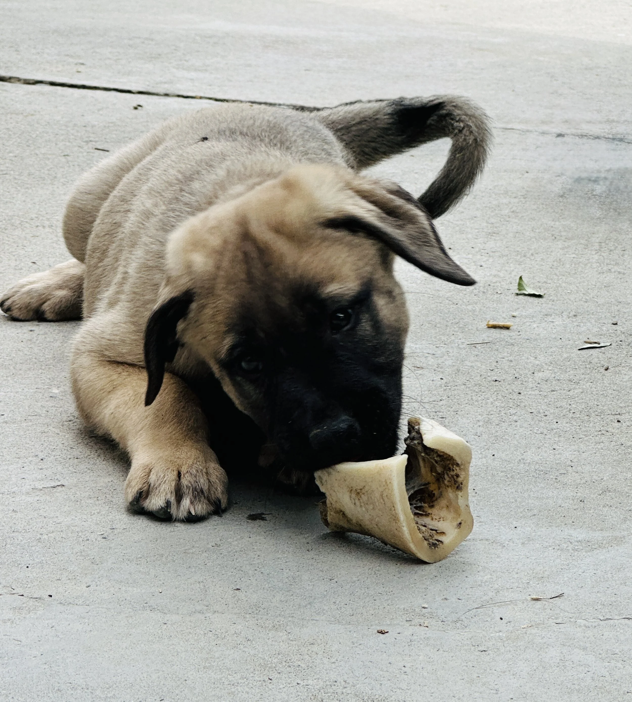 A playful puppy lying on a concrete surface with a large bone in front of it.