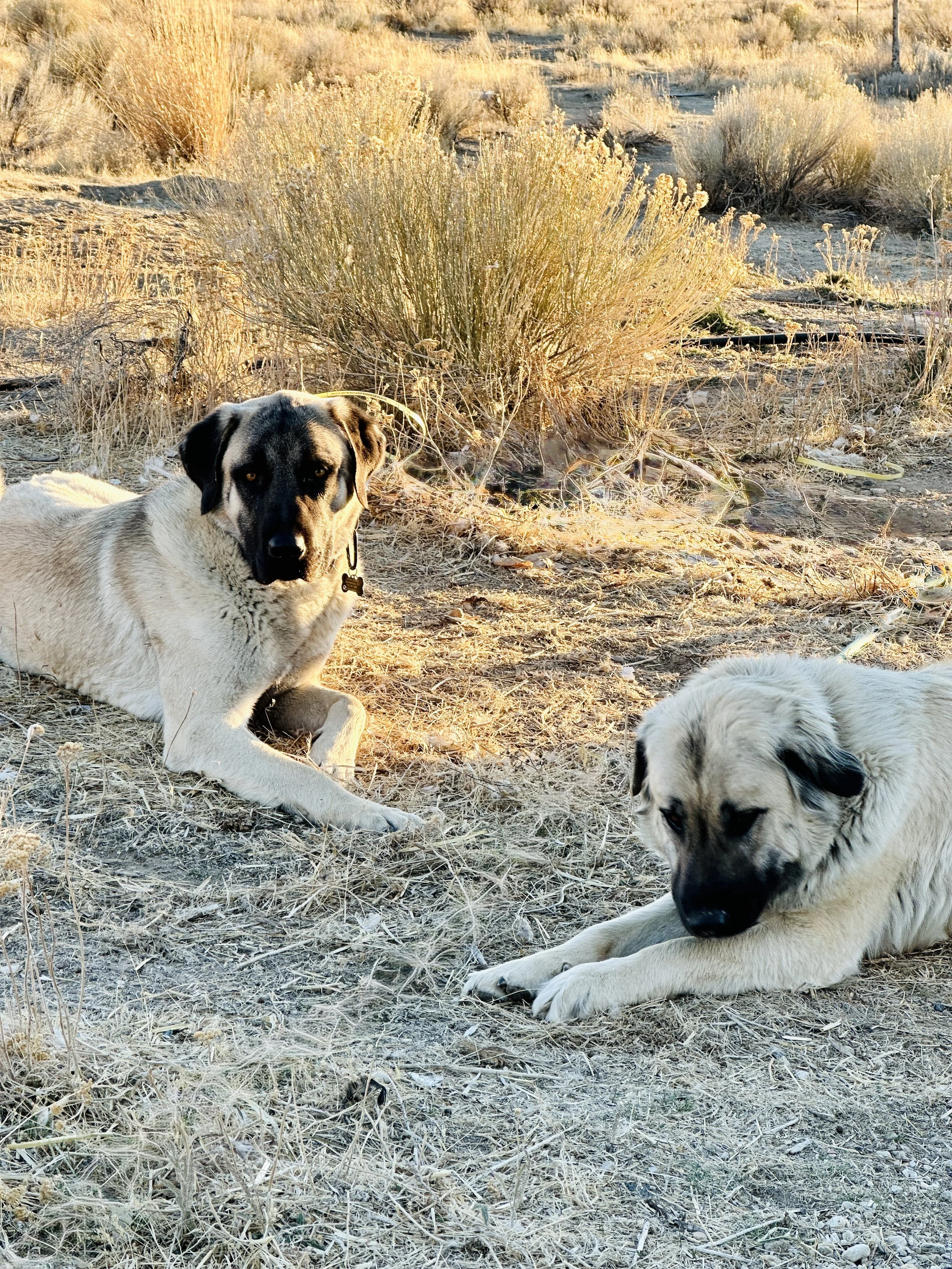 Adult male and female Anatolian Shepherd Dogs laying in desert