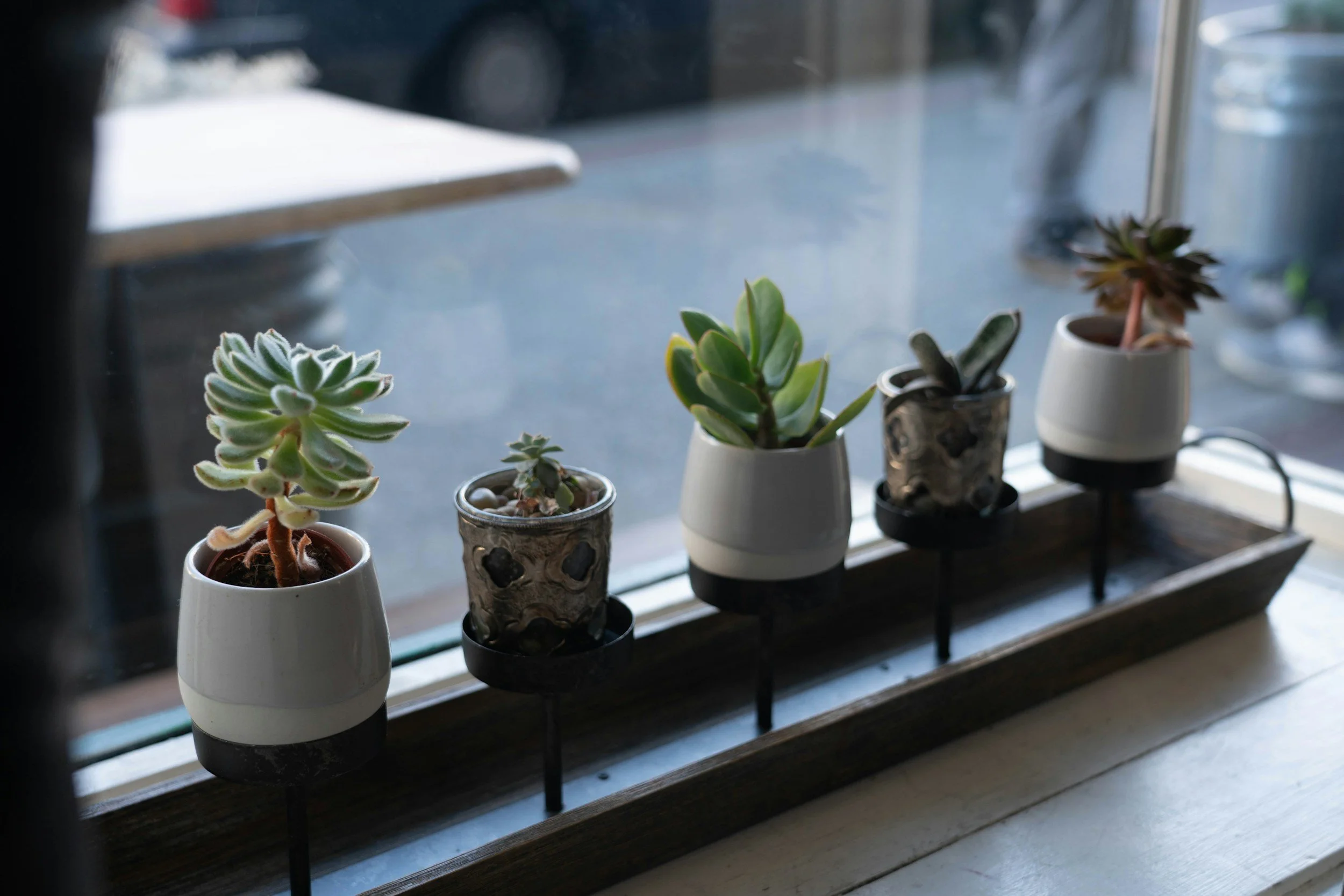 Four small potted succulent plants sitting on a windowsill.