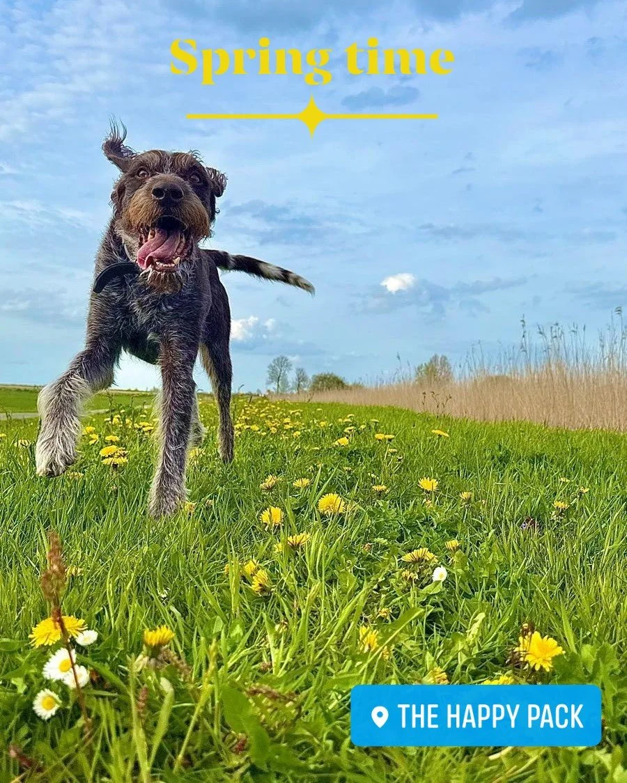 @thehappypack_nl 
#happydoghappylife #happypack #happydogs
