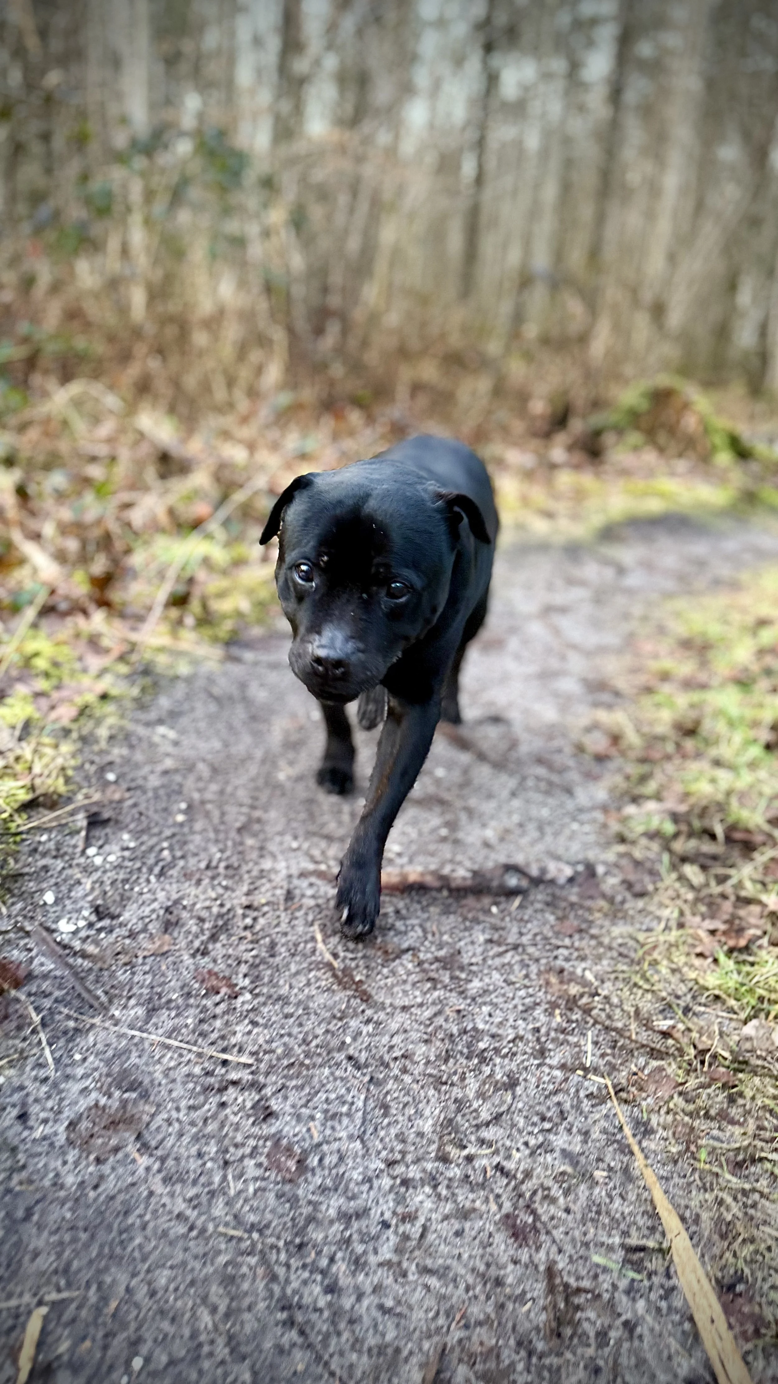 Boarding with Training