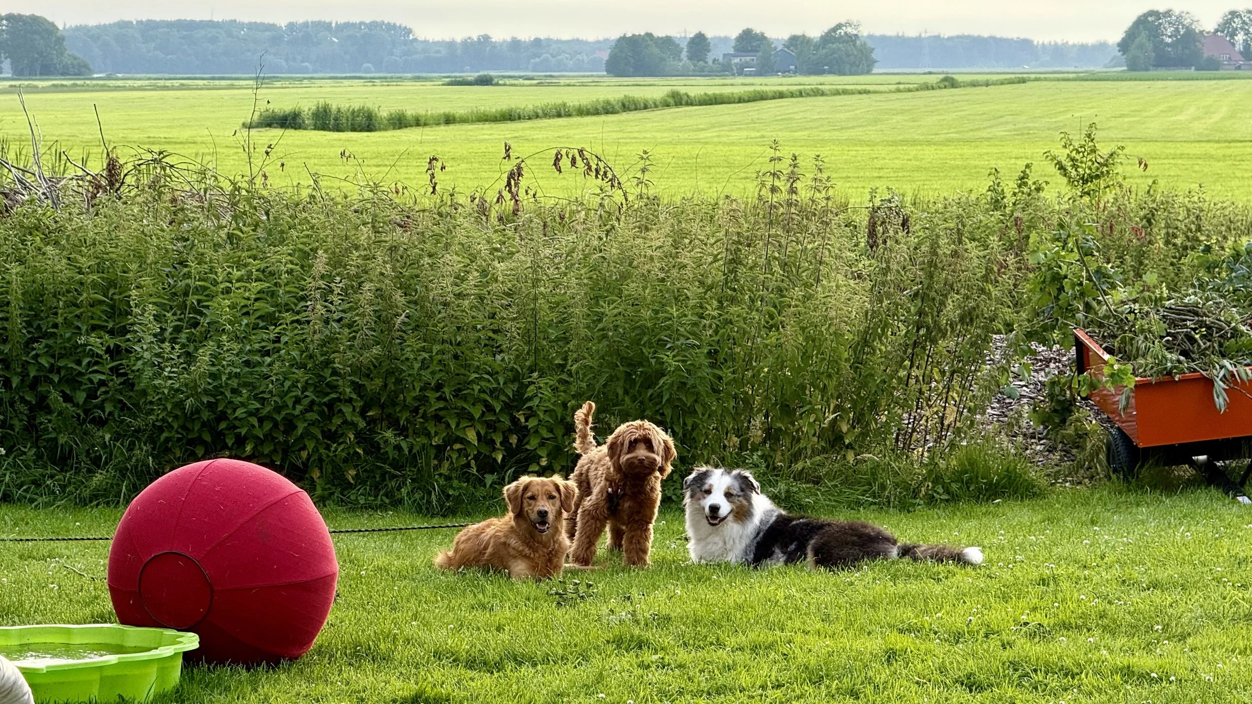 Four dogs sitting on a grassy backyard with a large red ball and a green kiddie pool in the foreground, with fields and farm buildings in the background.