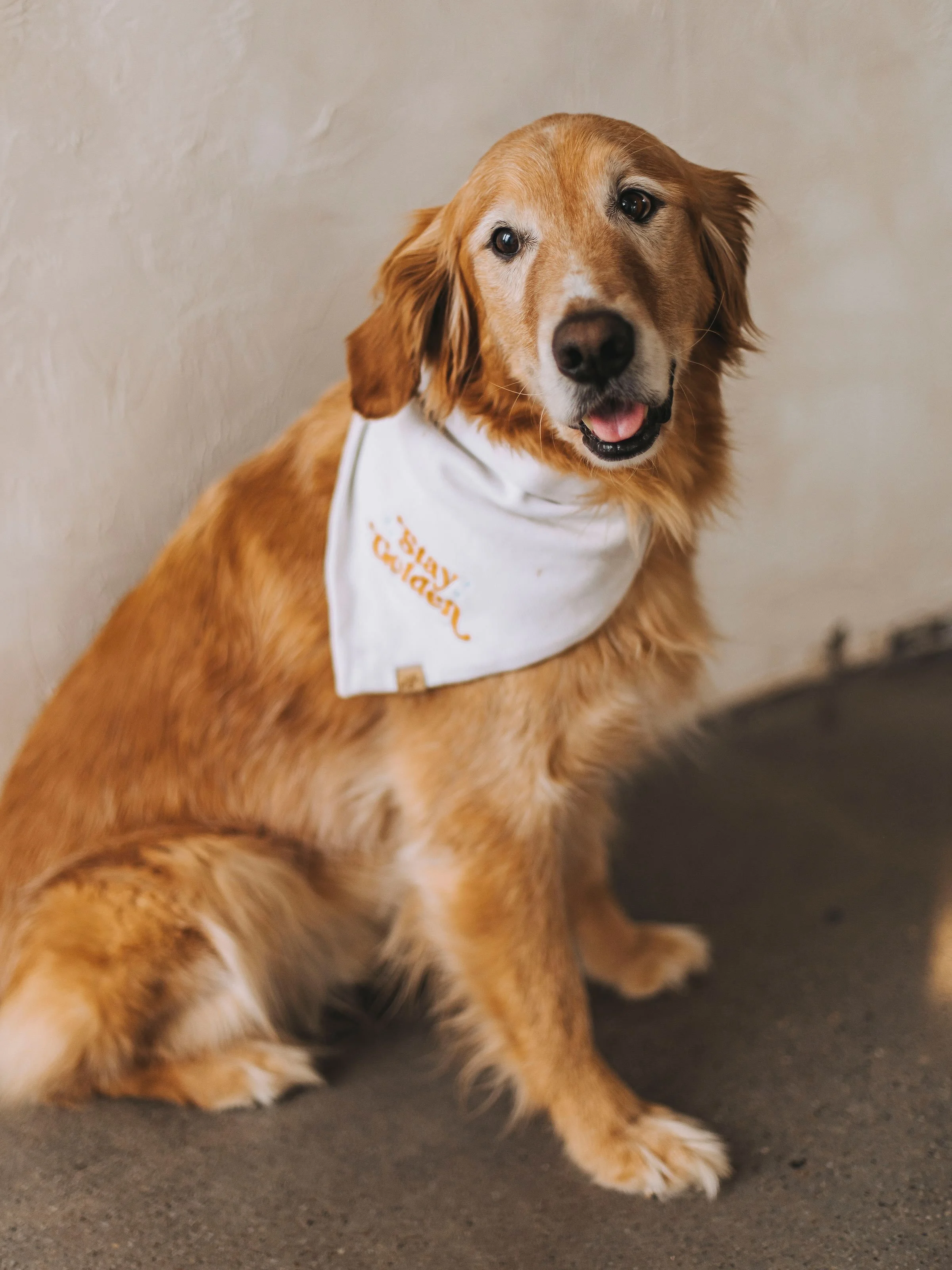 IT&rsquo;S NATIONAL DOG DAY! 🥹🐾 So naturally we have to celebrate the two celebrities who truly run this building🤭 🥂

BILLIE + KOBA&hellip; the adorable little faces of White Brick Salon &amp; Golden Hour. 

They truly are the best part of it all