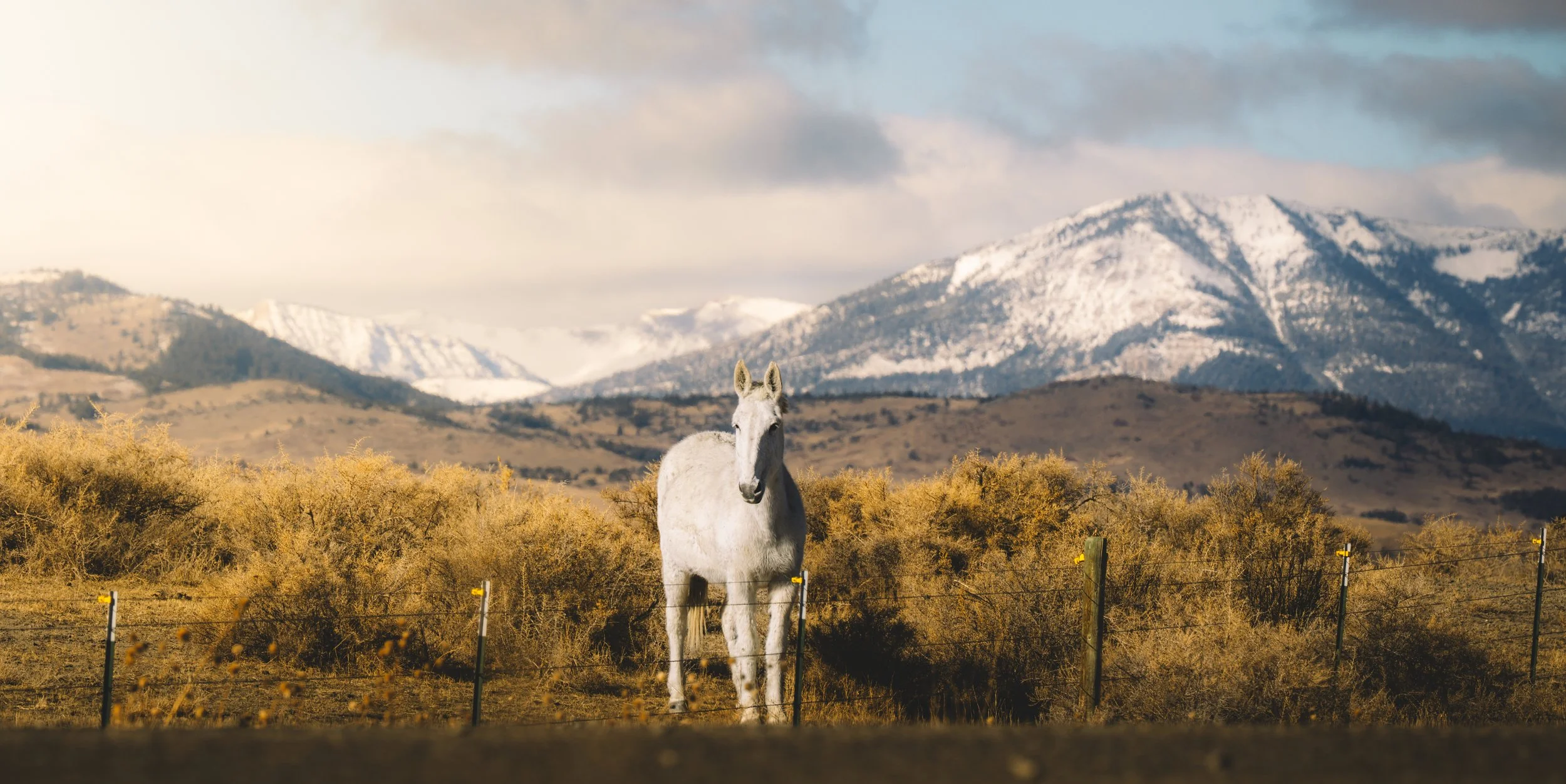 From Barn to Backcountry