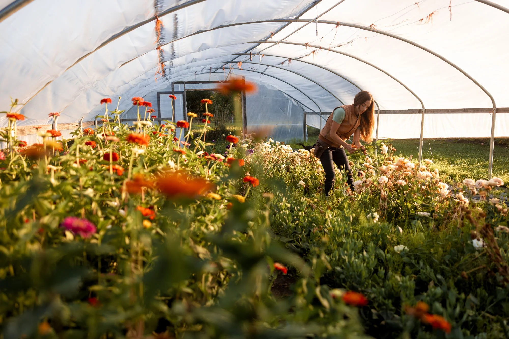 BELLINGHAM FLOWER FARM