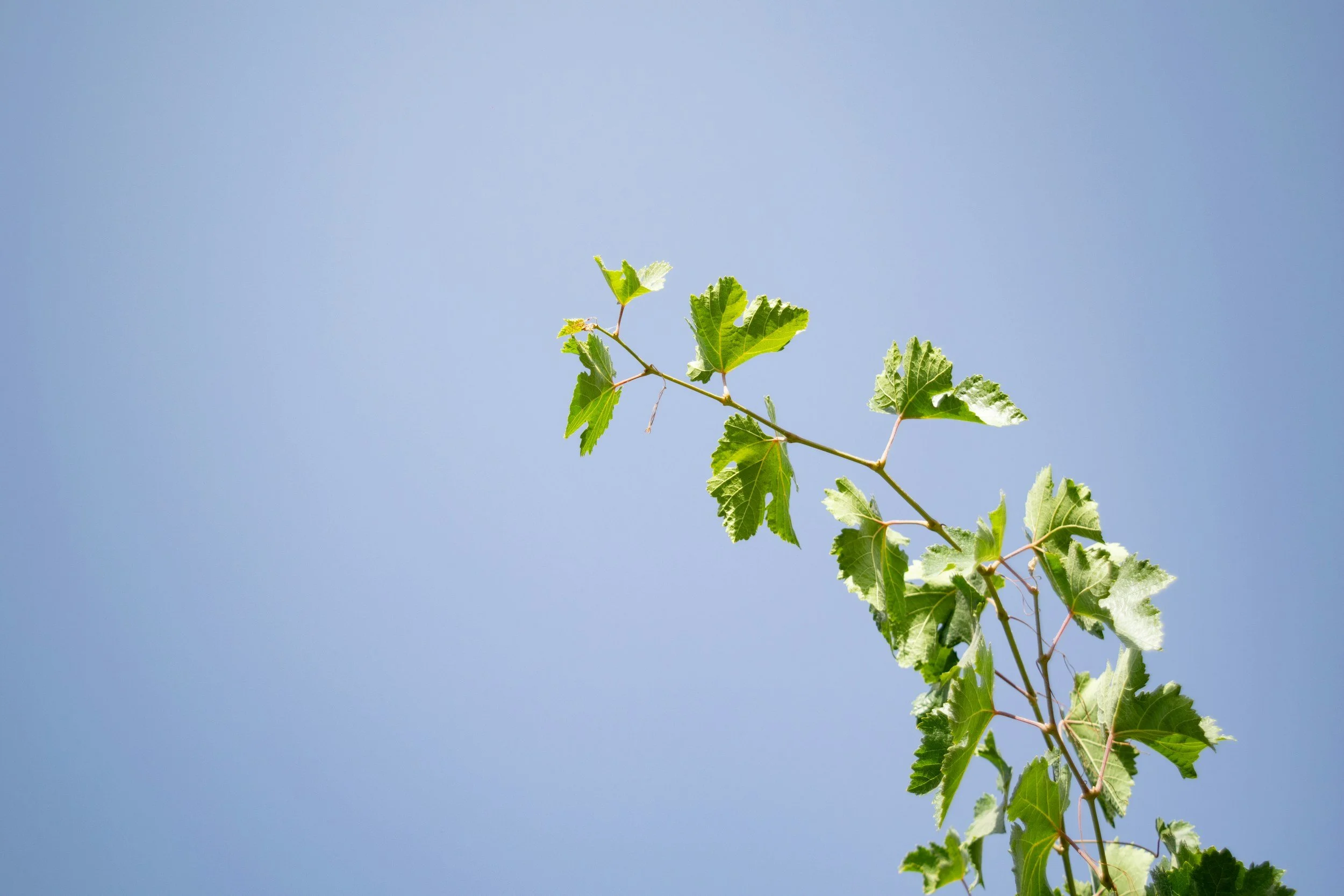 Green vine leaves on a stem against a clear blue sky.
