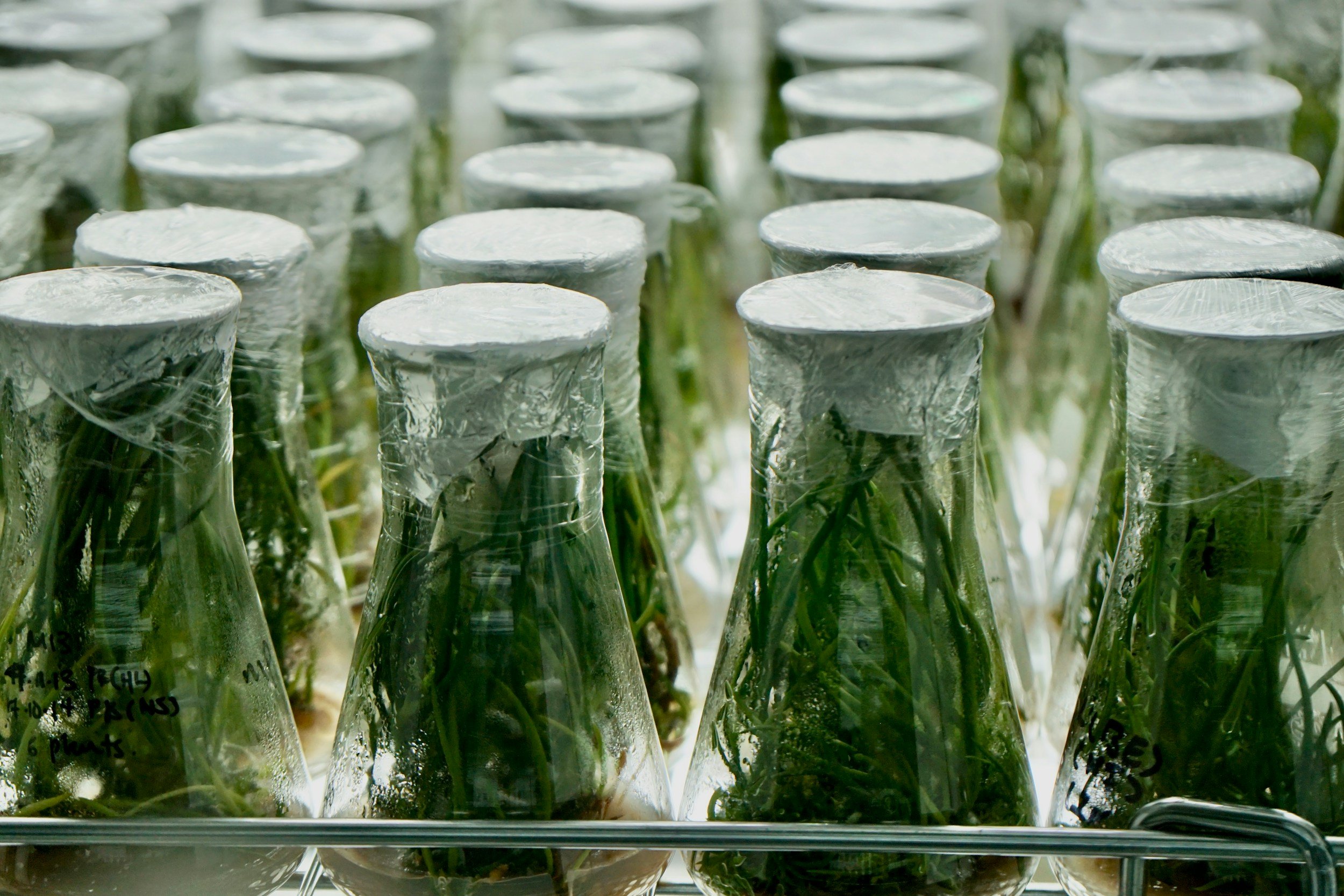 Multiple glass containers with plants inside, covered with plastic wraps, arranged in rows.