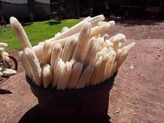 bucha colhida descascada processo secagem