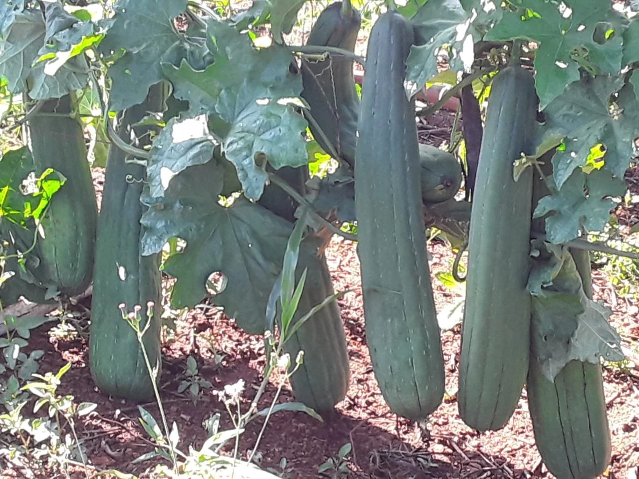 plantação de bucha buchal