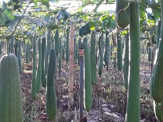 plantação de bucha buchal