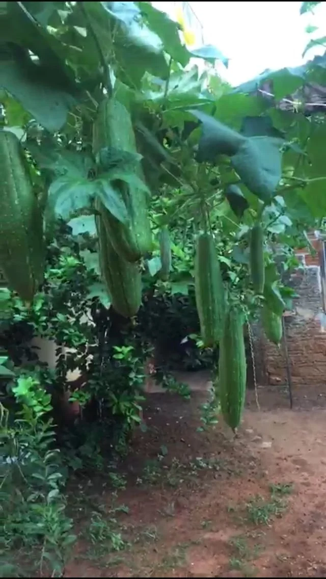 plantação de bucha buchal