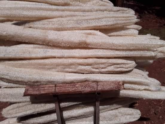 bucha colhida descascada processo secagem