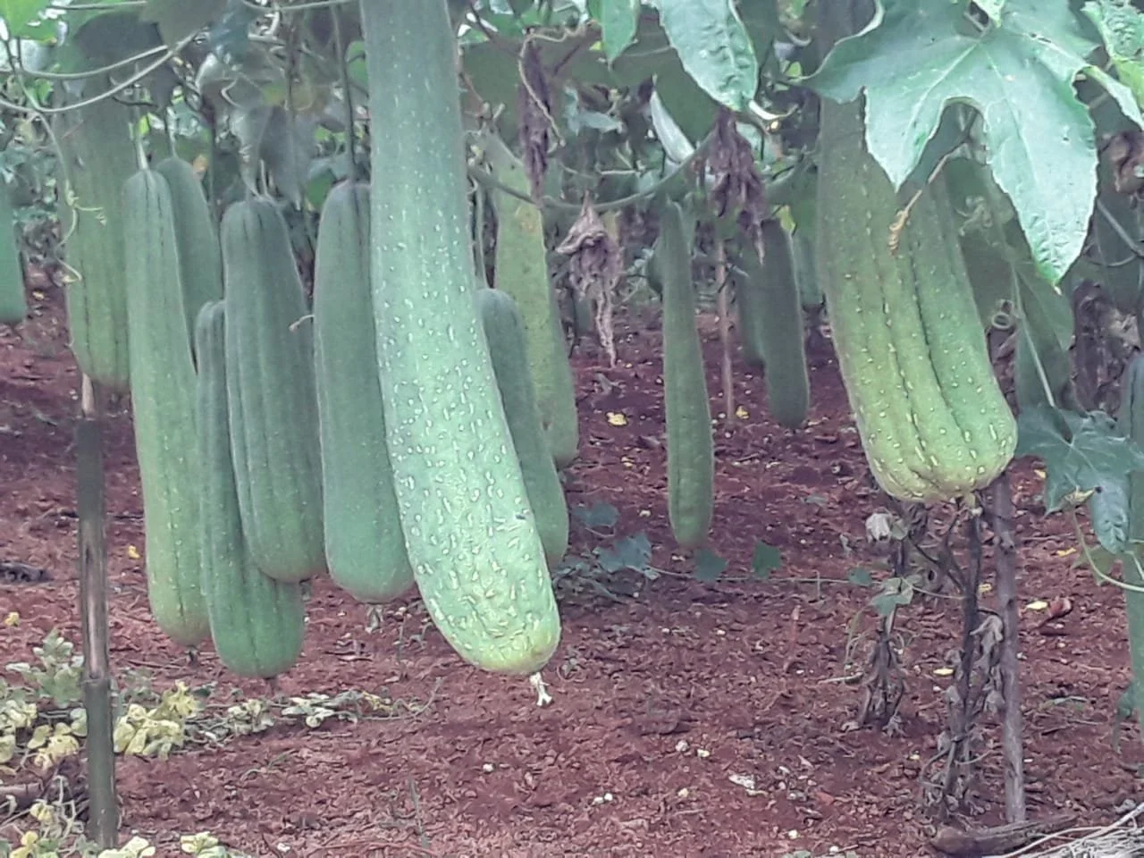 plantação de bucha buchal