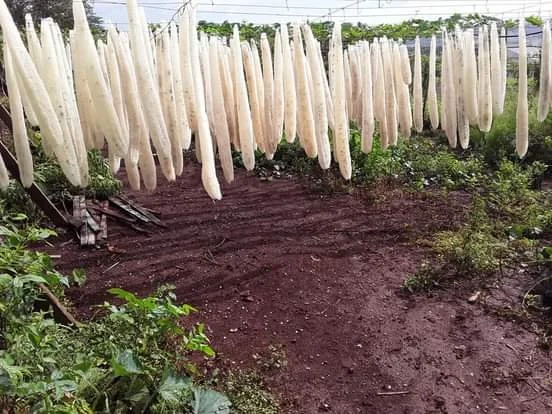 bucha colhida descascada processo secagem