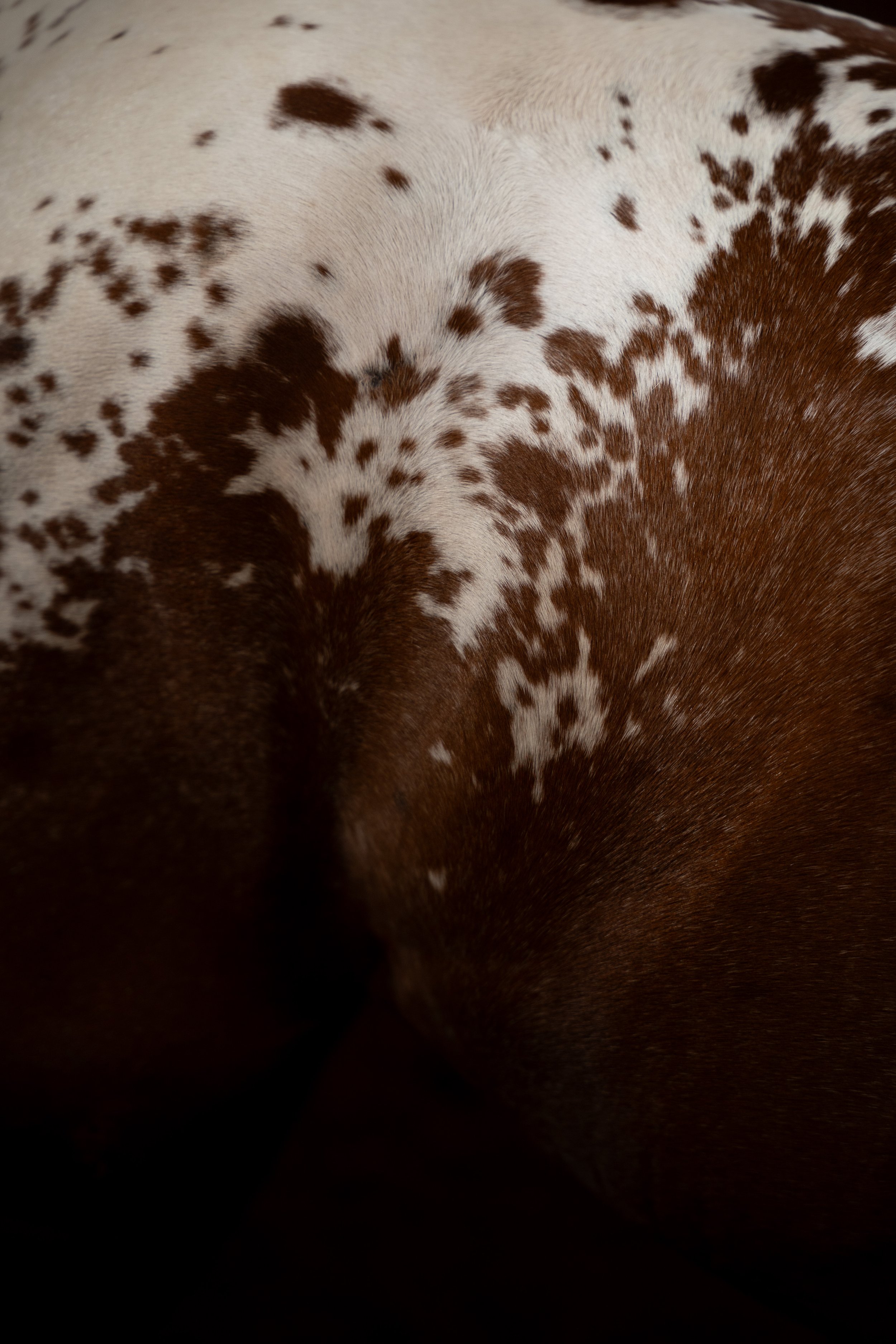 Detalle caballos (3).jpg