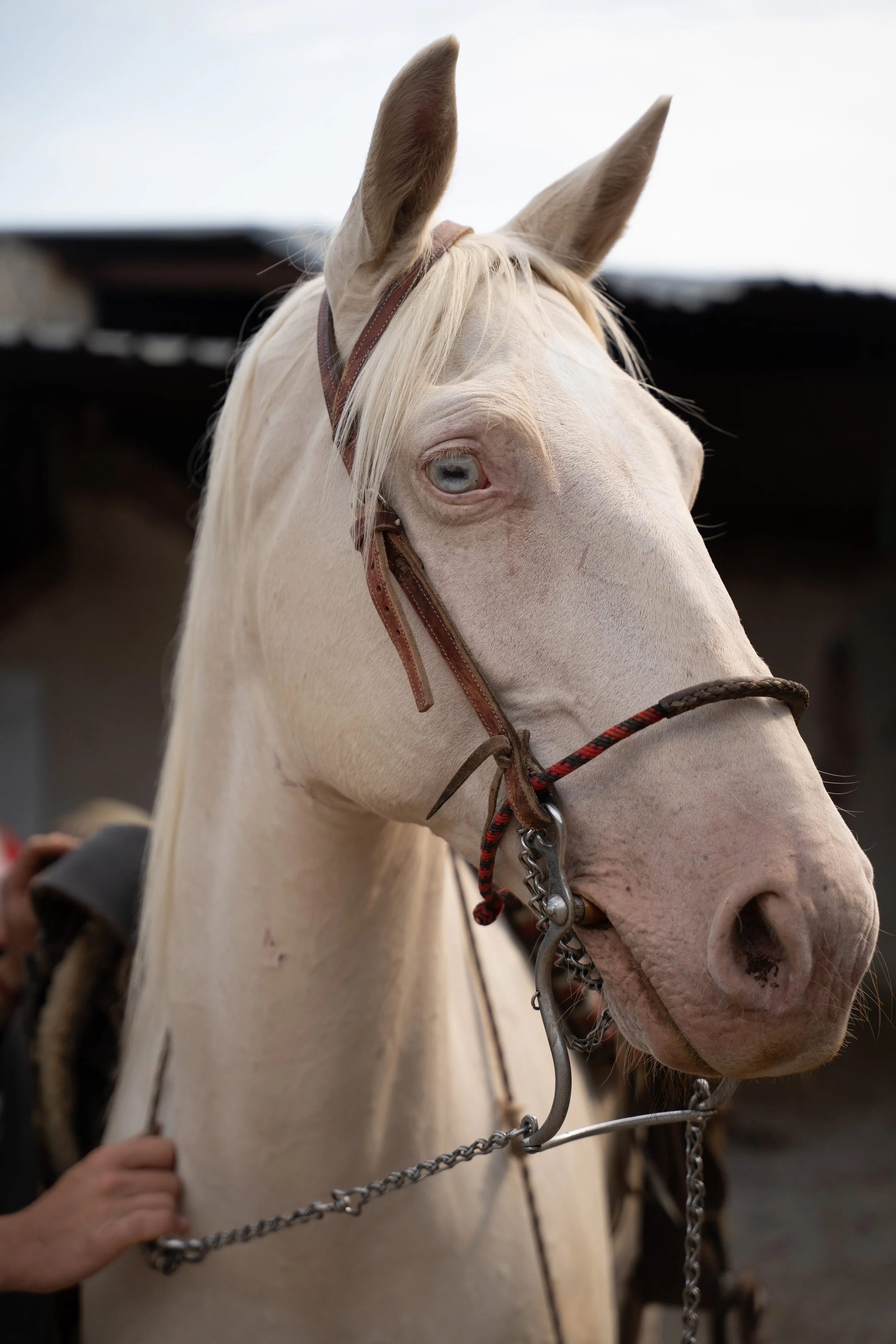 Detalle caballos (1).jpg