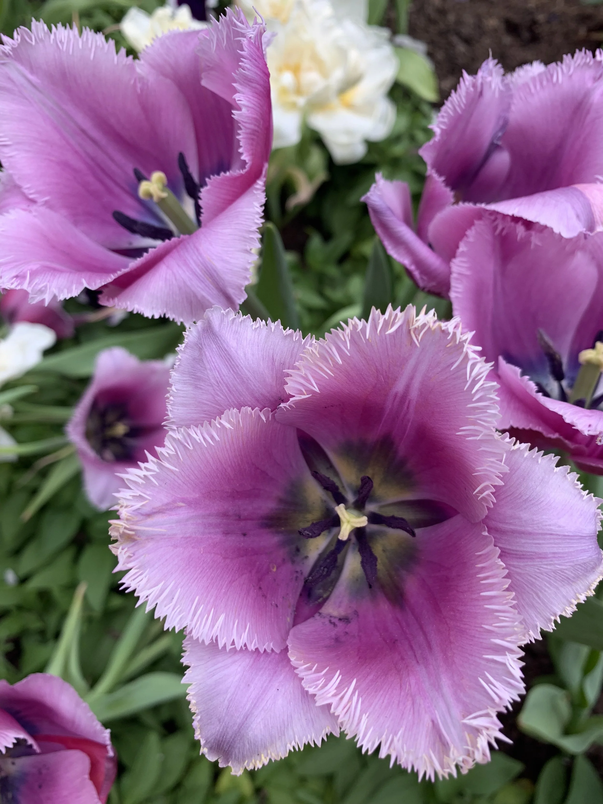 2019-04-23 15.47.10.jpg