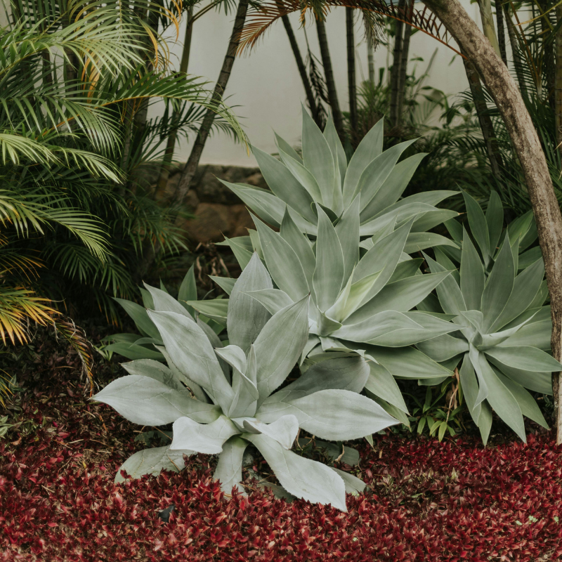 The Roots (Basic consultation)