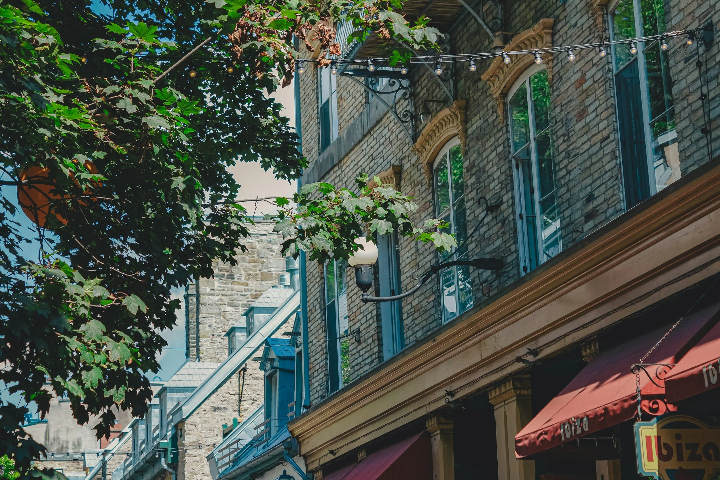 Article: Quebec town recognizes trees as living beings with rights