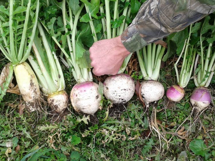 plot-topper-radishes-turnips.jpg