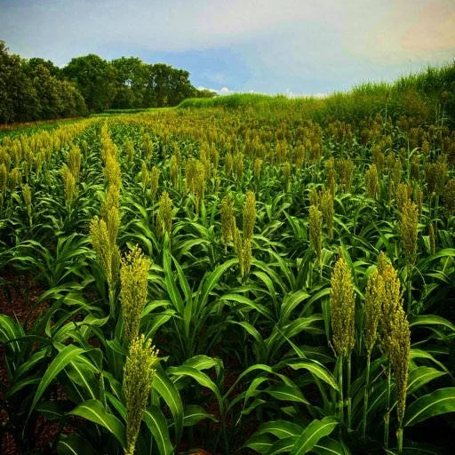 RWWP-Hybrid-Grain-Sorghum-Blend-Pilot-Program.jpg