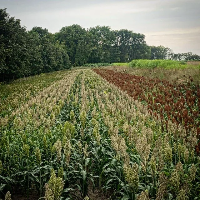 RWWP-Hybrid-Grain-Sorghum-Blend-Pilot-Program-2.jpg