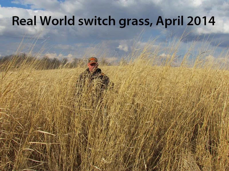 Switchgrass-pic-RW.jpg