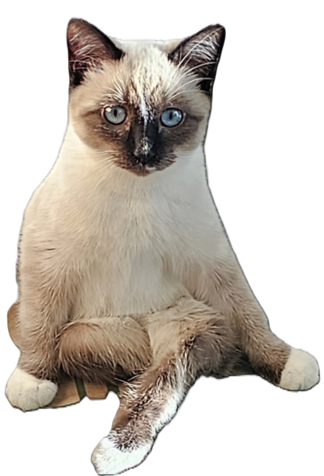A Siamese cat with blue eyes sitting against a black background.