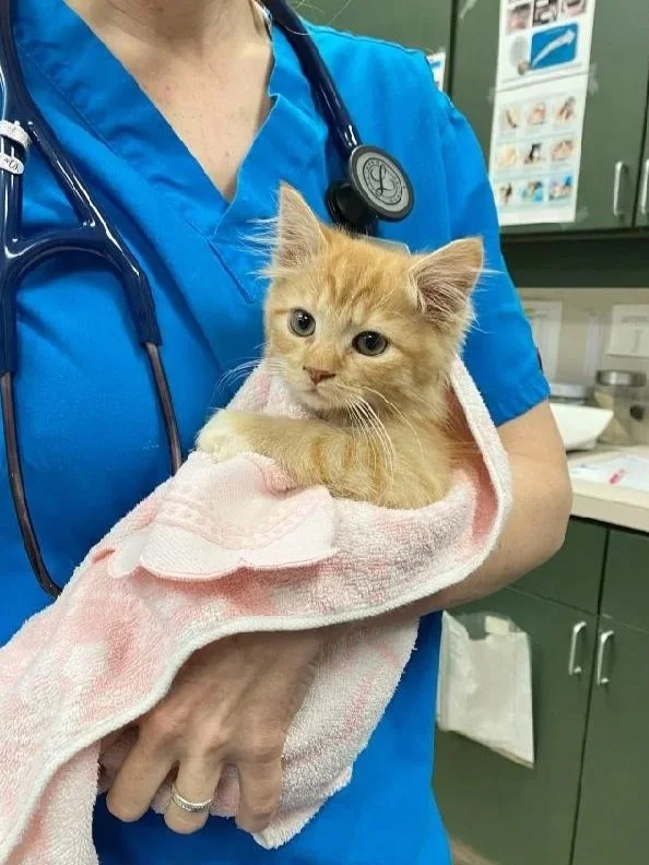 The Importance of Spaying and Neutering Cats 
