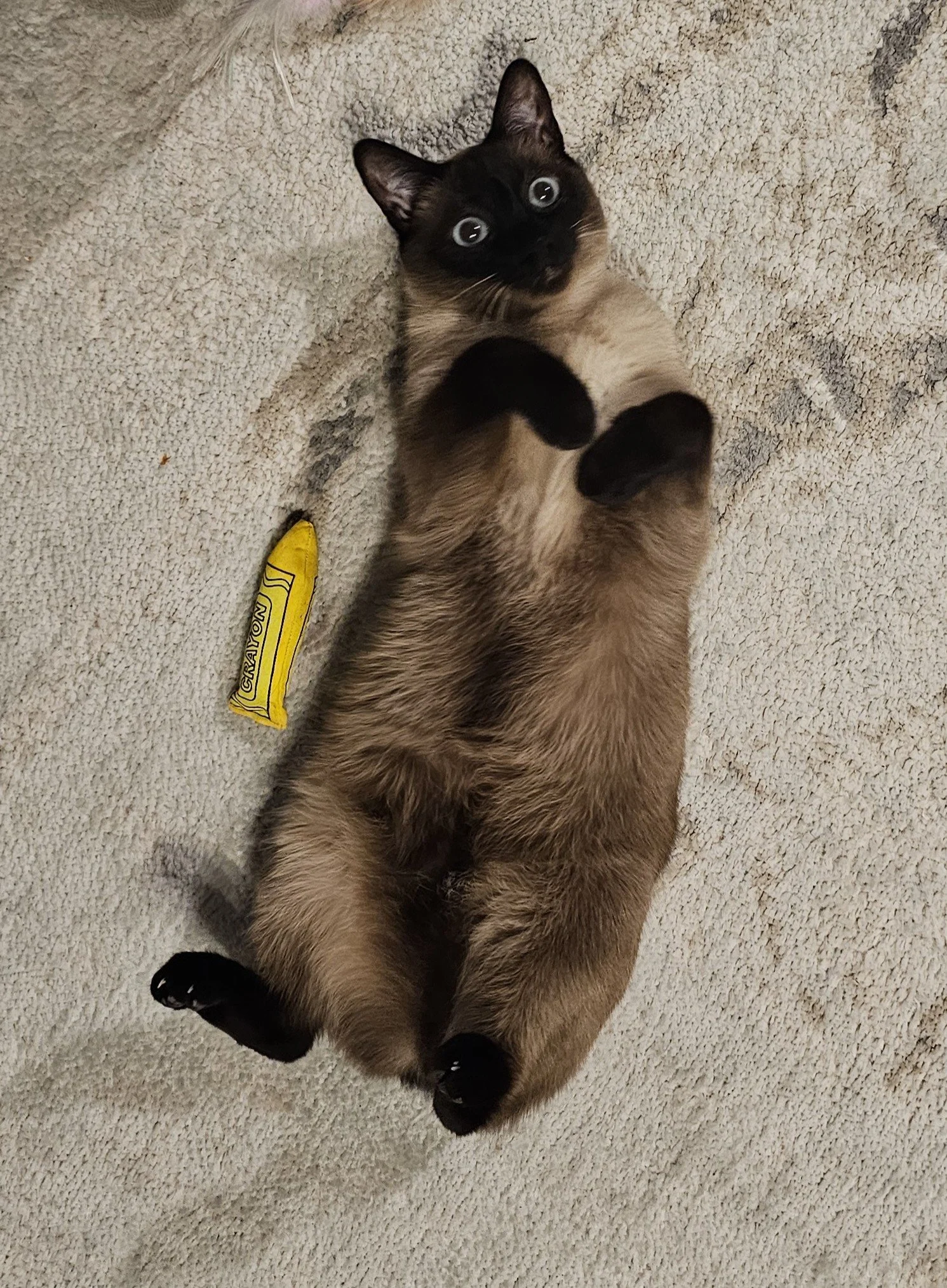 A Siamese cat lying on its back on a beige carpet, looking up with blue eyes, with a yellow Crayola crayon nearby.