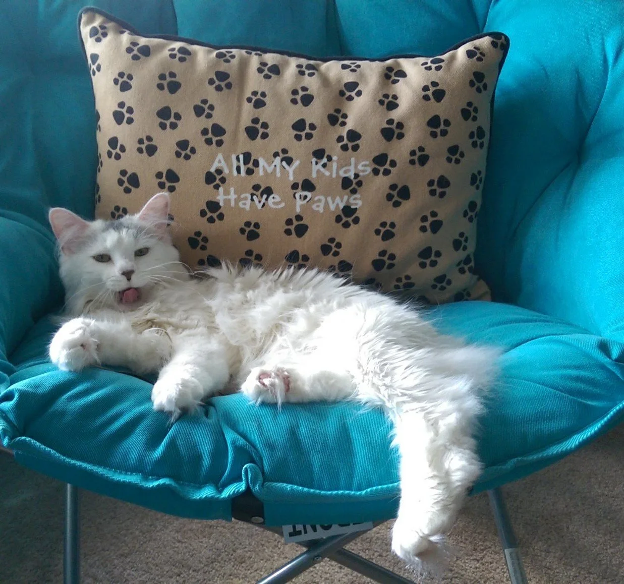 A white and gray cat lounging on a blue chair with a pillow that says, 'ALL MY Kids Have Paws.'