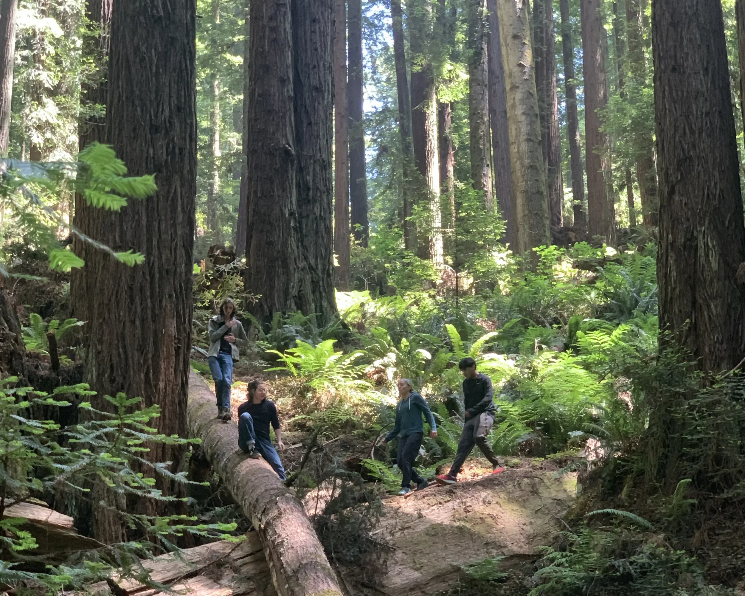 People hiking in a forest with tall trees and lush green vegetation, some standing on a fallen log and others walking through a dirt trail.