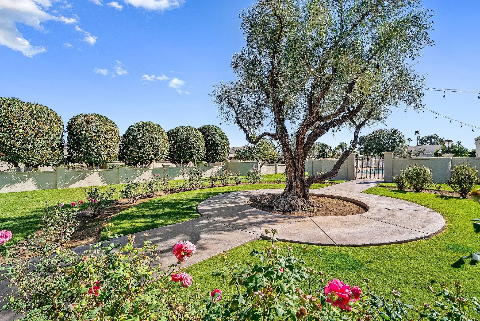 A backyard with a curved concrete walkway, a large tree with twisted branches, neatly trimmed bushes, and a fence with a gate. Flowers are blooming in the foreground, and string lights hang in the background under a blue sky with some clouds.