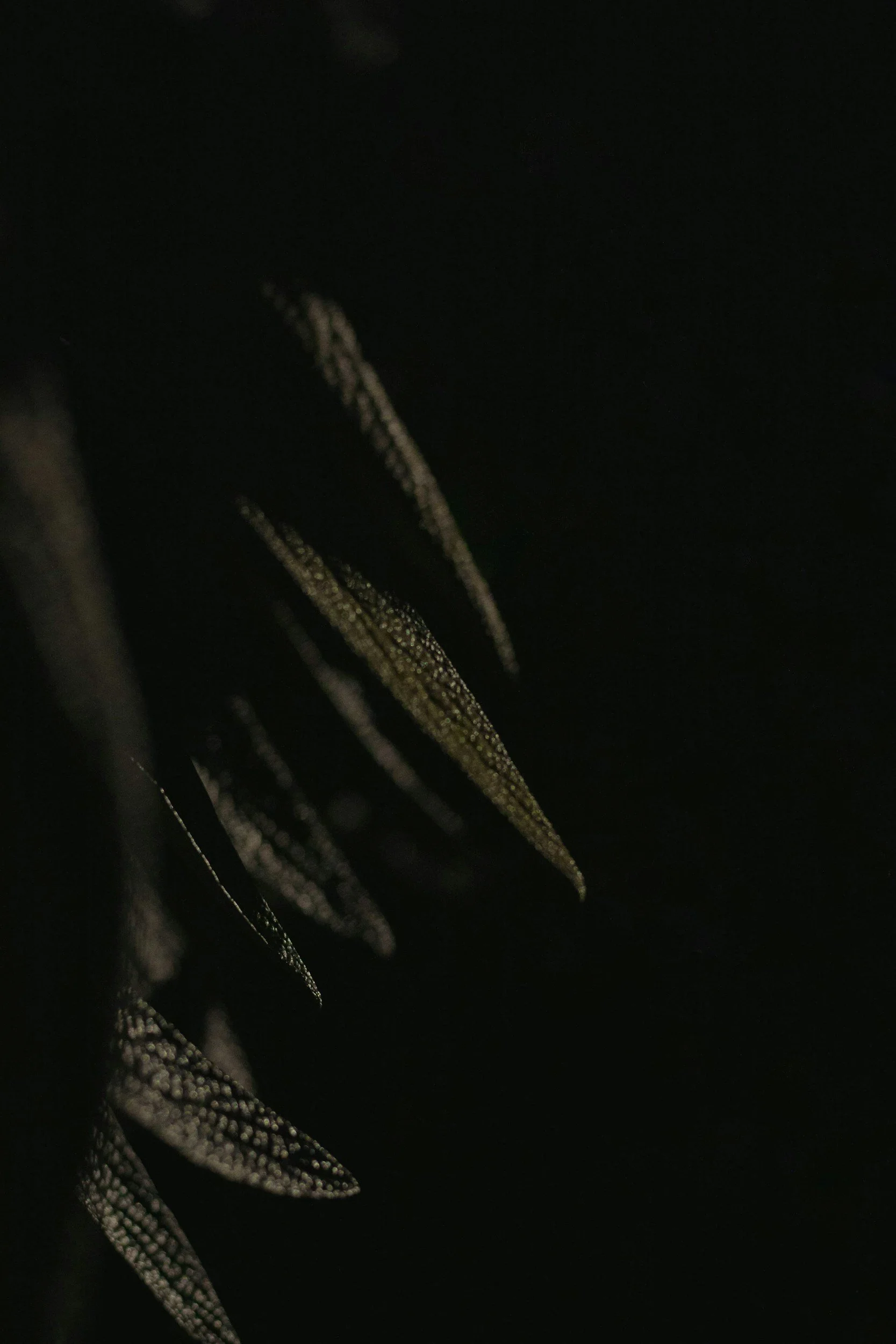 Close-up of green leaves in a dark environment.
