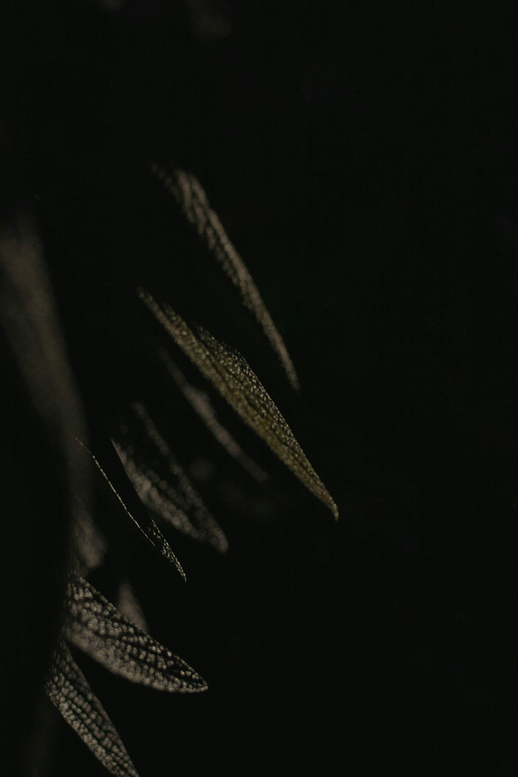 Close-up of green leaves in a dark environment.
