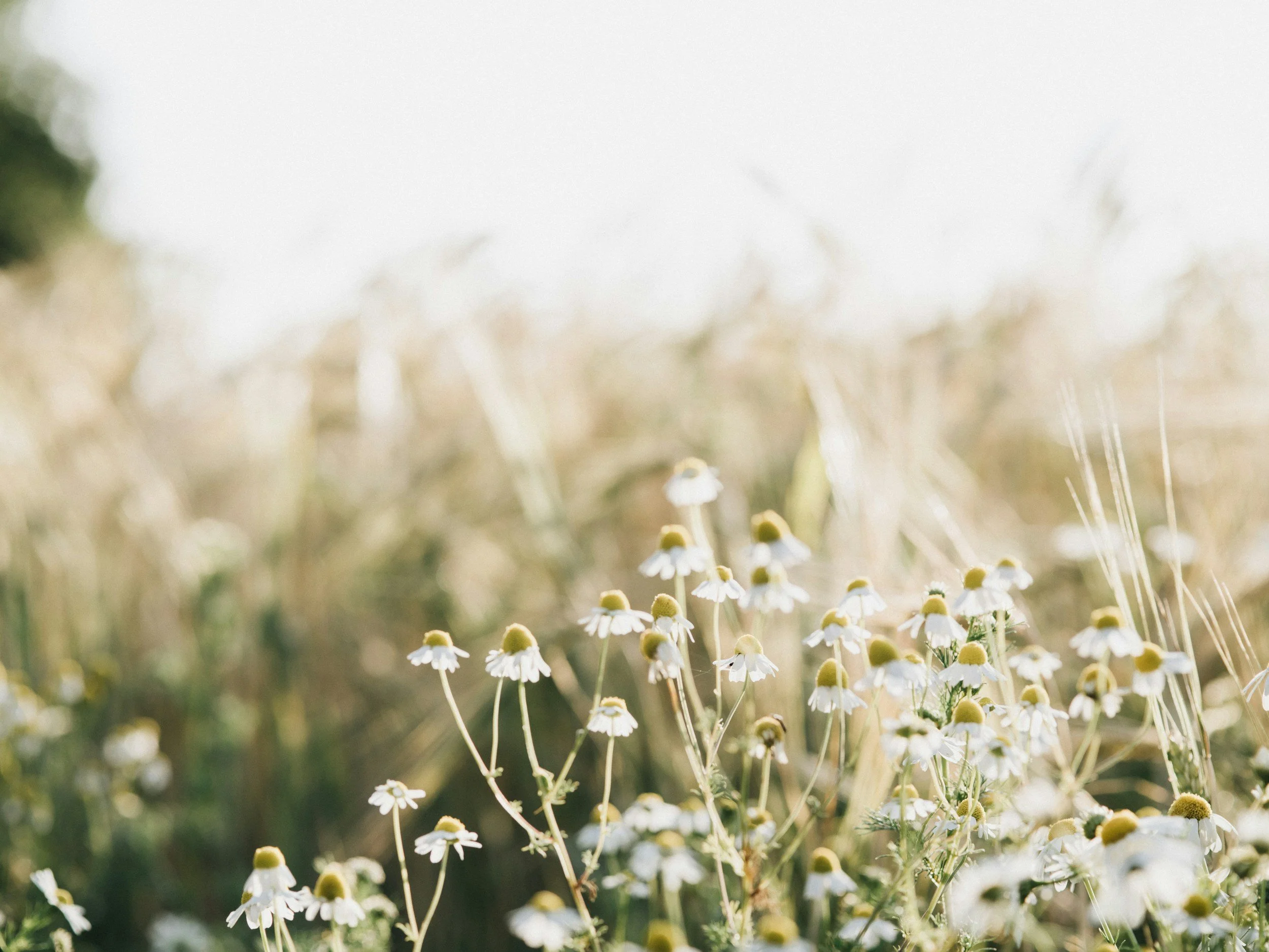 A close-up shot of small white daisies with yellow centers growing in a field, with a blurred background.