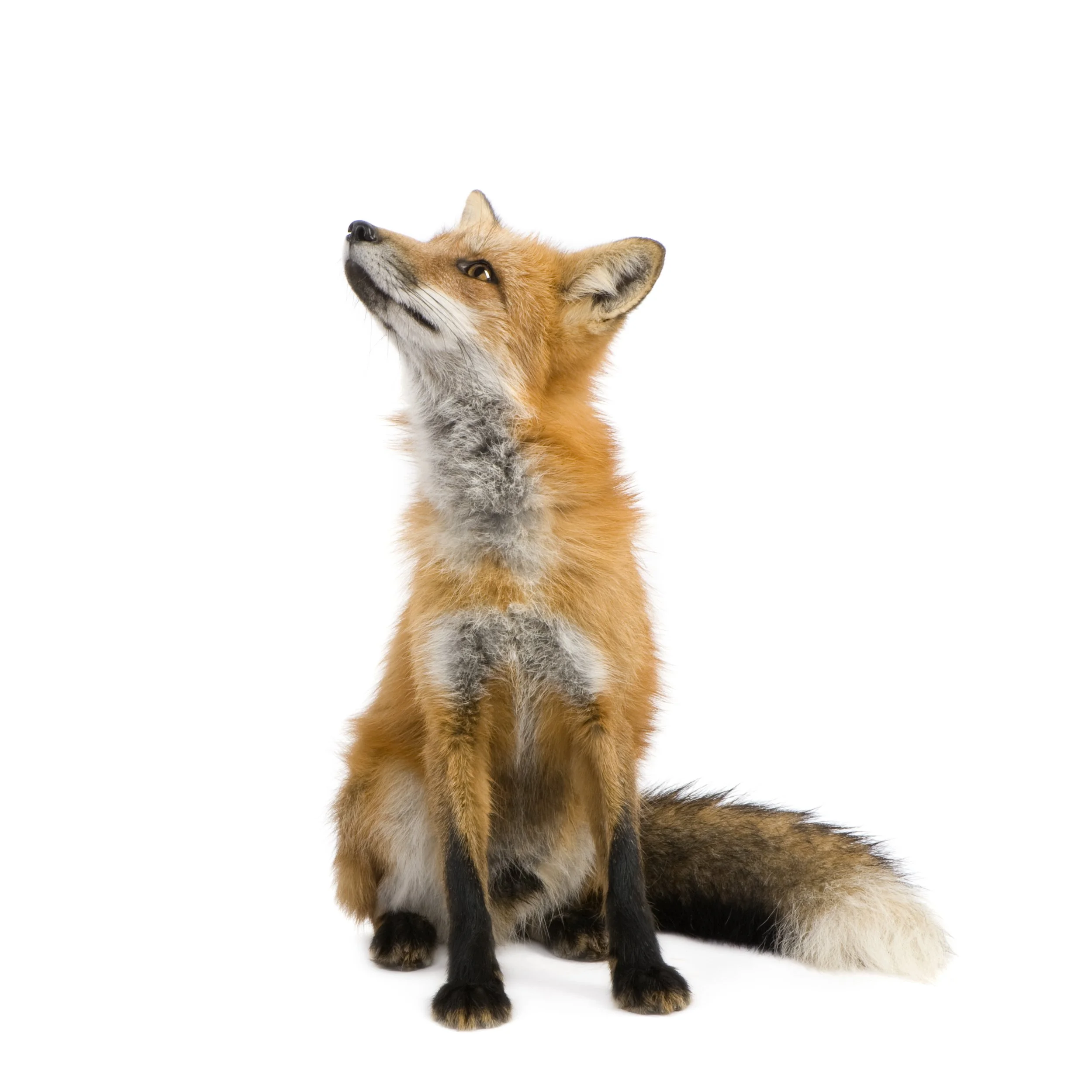 A smiling red fox sitting on a white background.