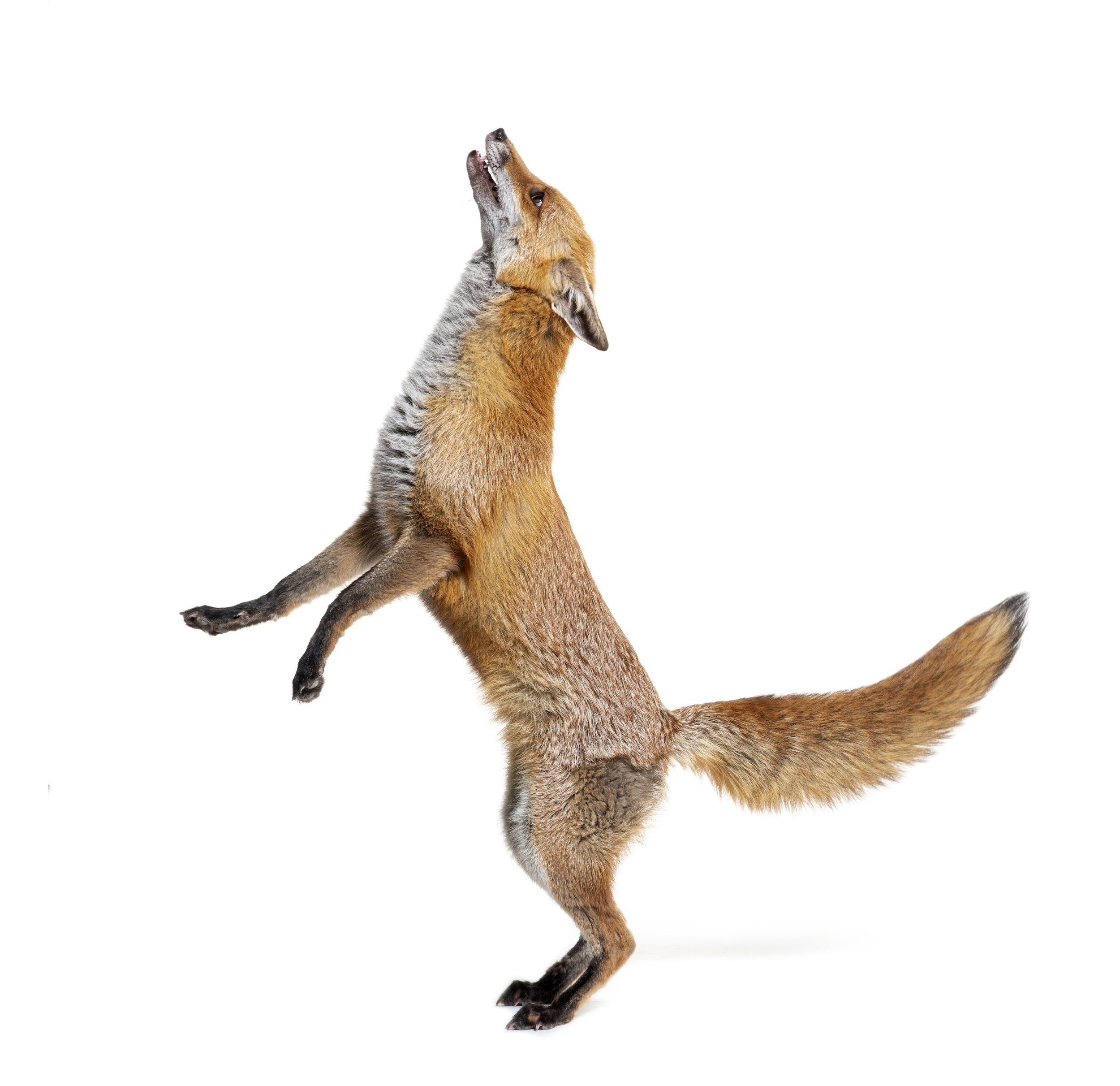 A fox standing upright with its mouth open, looking upward, isolated on a white background.