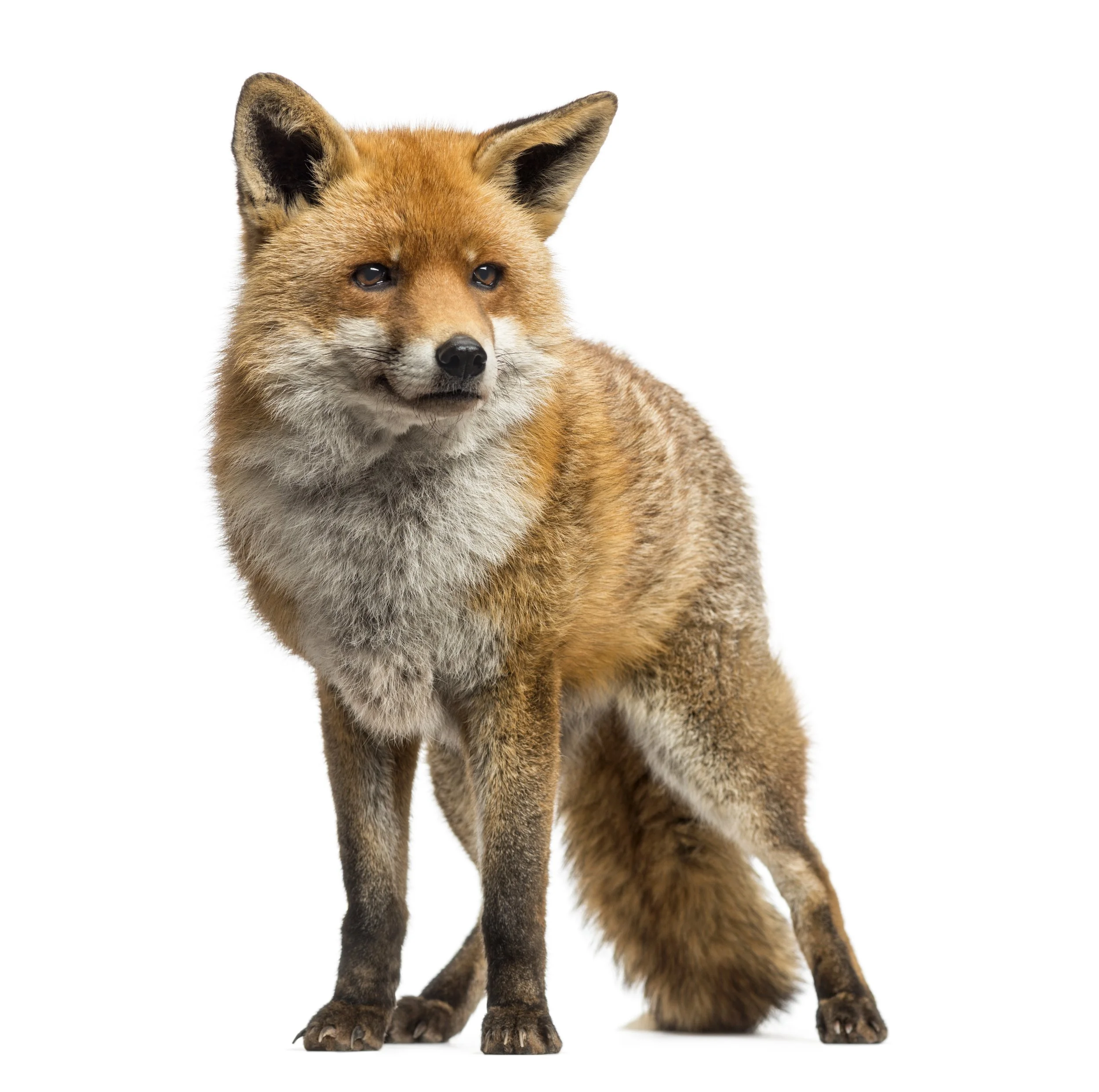 A fox with orange fur, black ears, and a bushy tail standing against a white background.