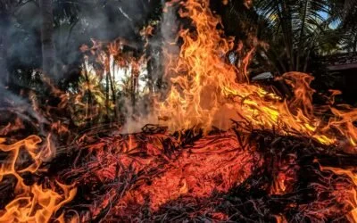 Coping with Vicarious Trauma After the California Fires