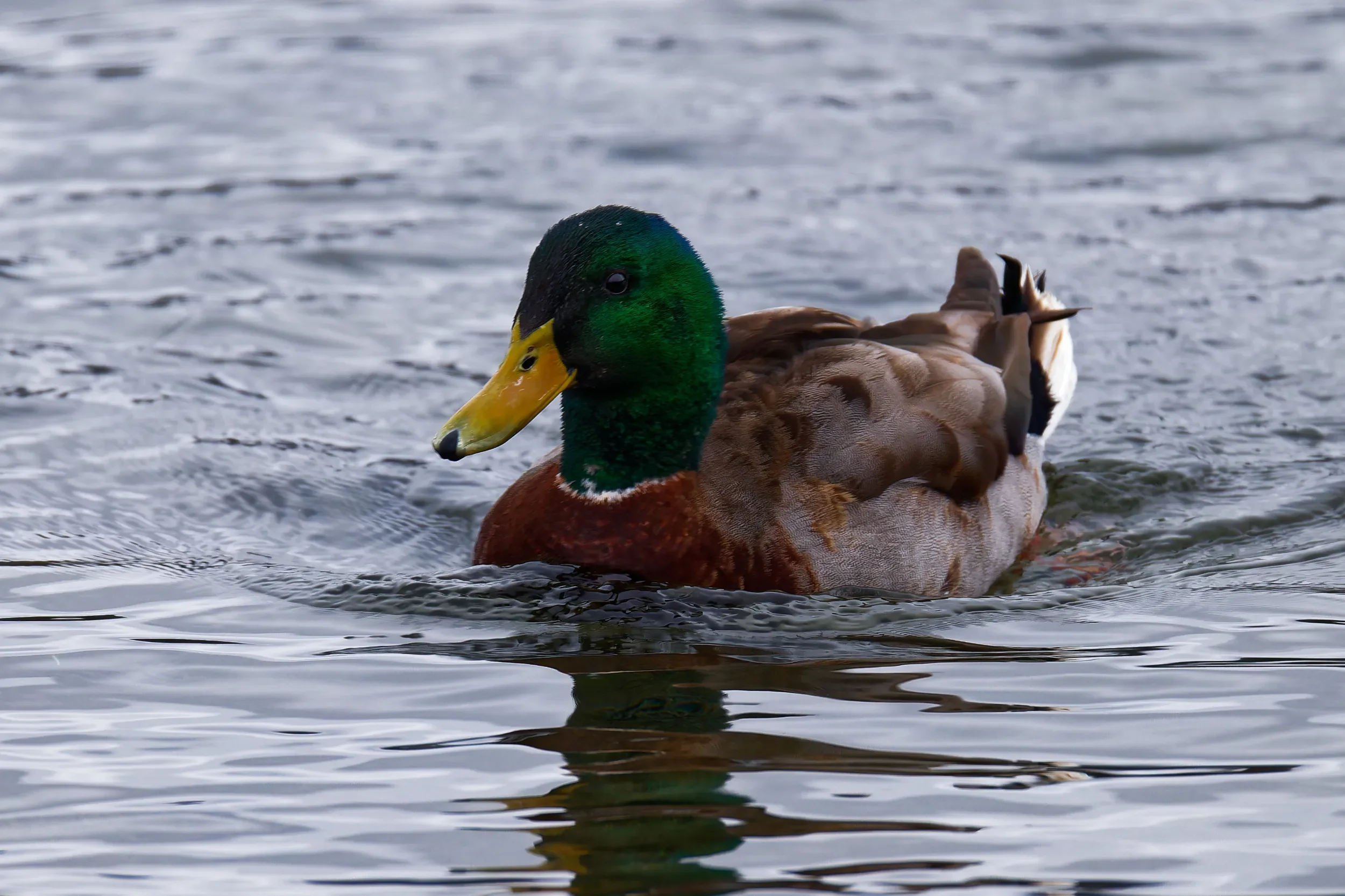 Anka i Båstad hamn mars 2026