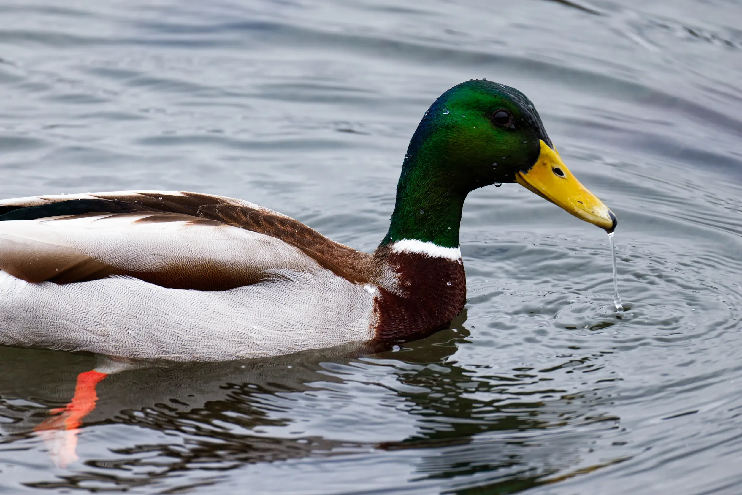 Anka i Båstad hamn mars 2026