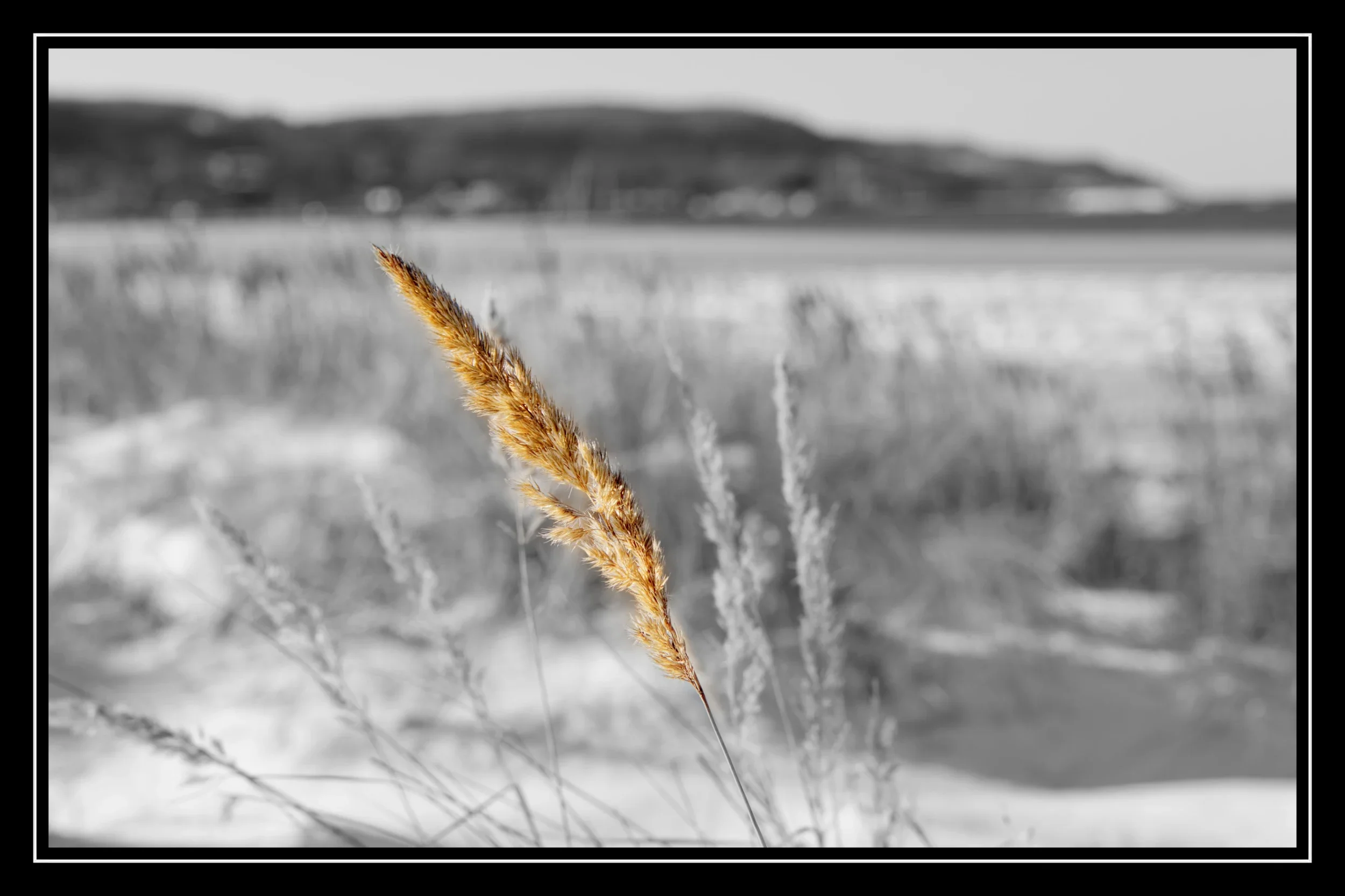 En gyllenbrun gräskvist i förgrunden mot en suddig vintrig landskapsbakgrund i svartvitt i Båstad strand.