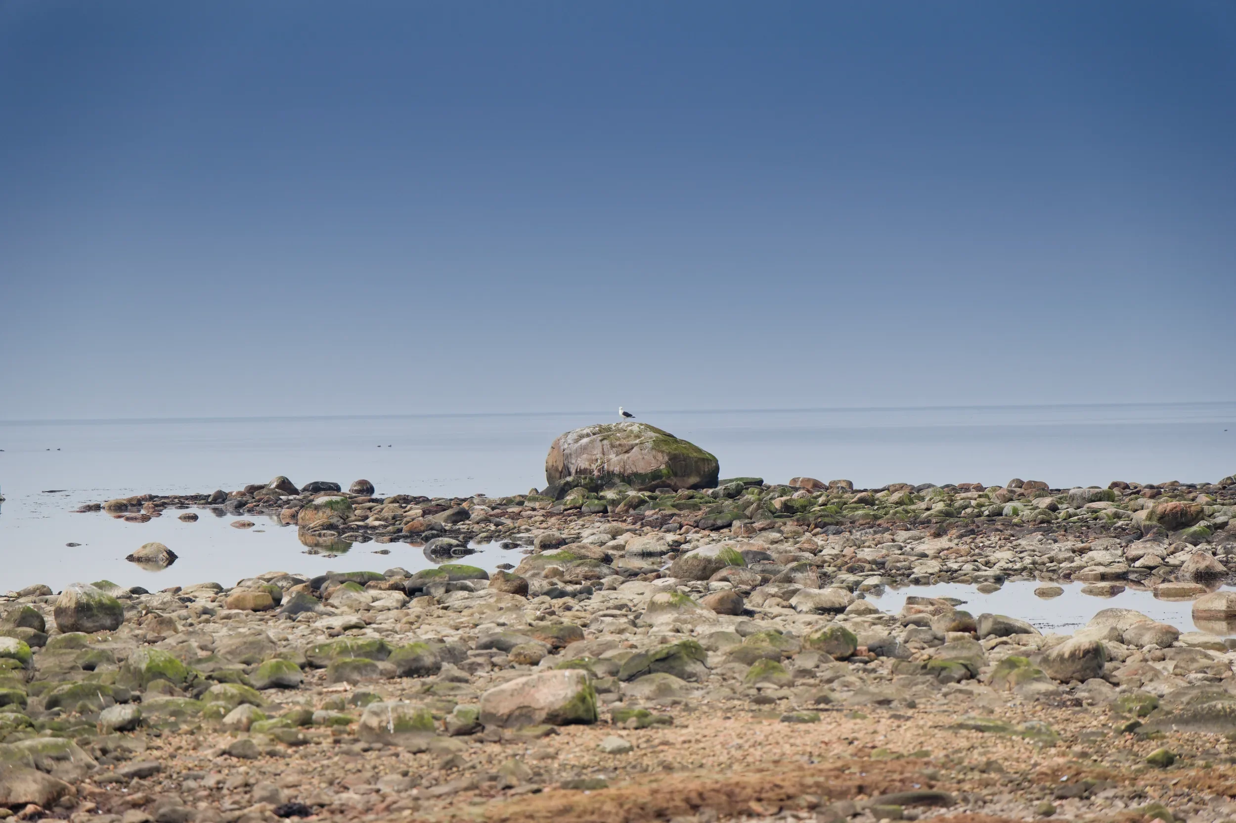 Glimminge plantering på Bjärehalvön med utsikt över Lahomsbukten