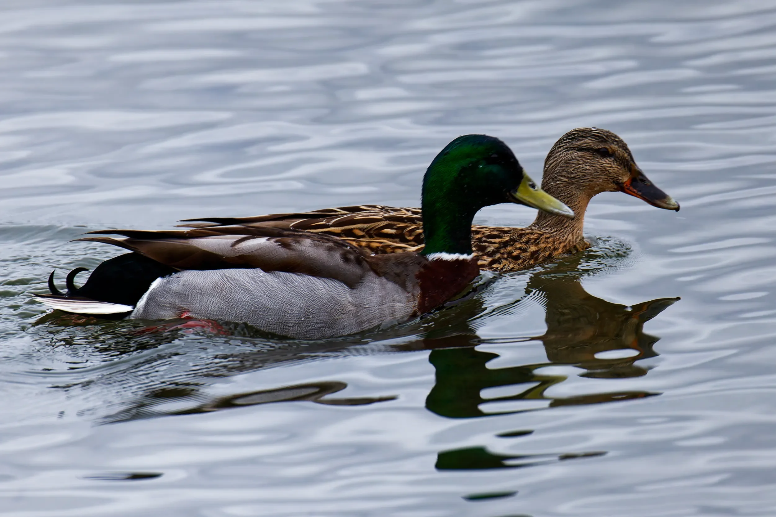 Ankor i Båstad hamn mars 2026