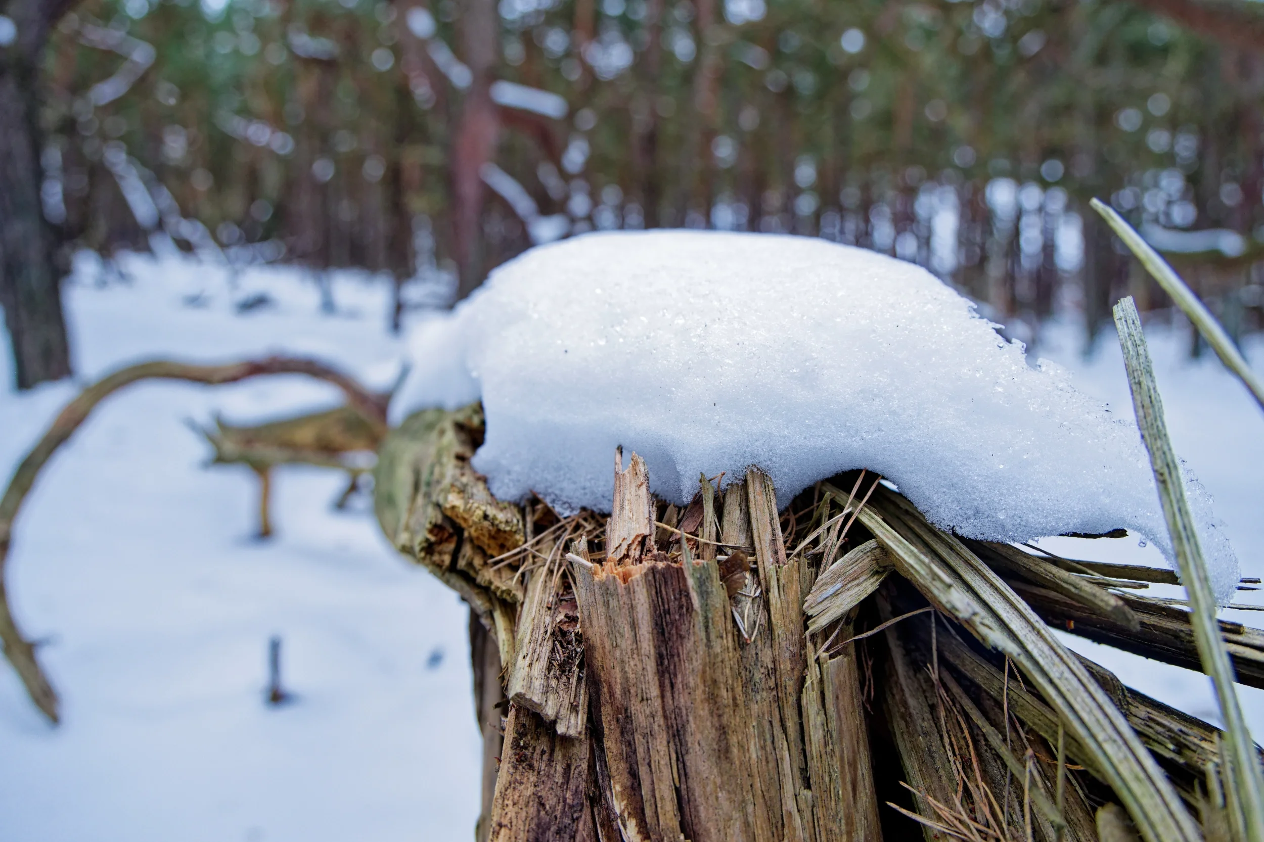 Snedbäddad gren och trästub i en snöig skog utanför Båstad